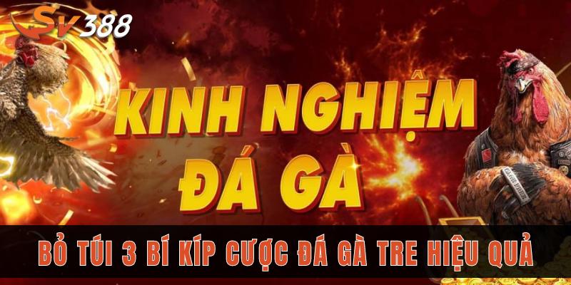 Bỏ túi 3 bí kíp đá gà tre SV388, đảm bảo chơi là thắng 3 Bỏ túi 3 bí kíp cược đá gà tre hiệu quả